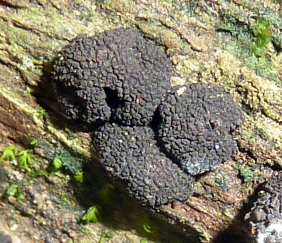 Xylaria anisopleura image
