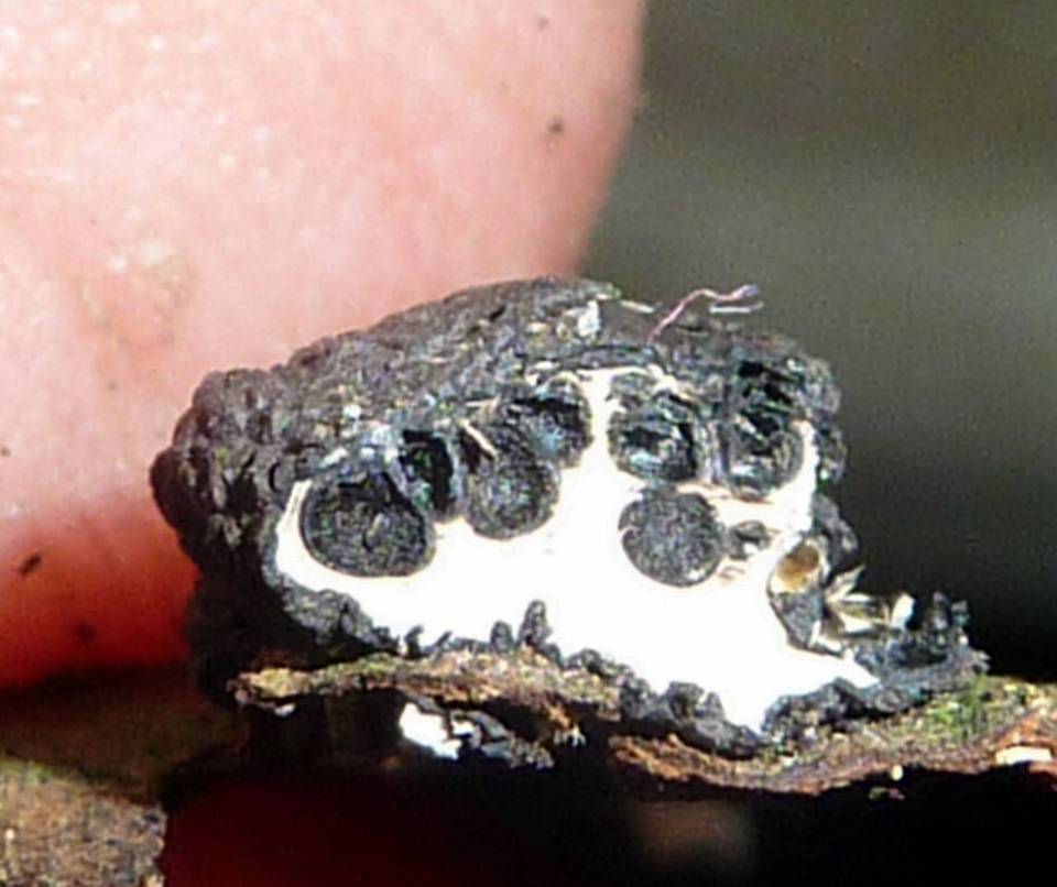 Xylaria anisopleura image