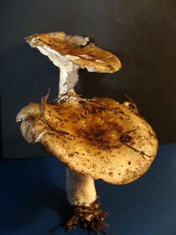 Russula acrifolia image