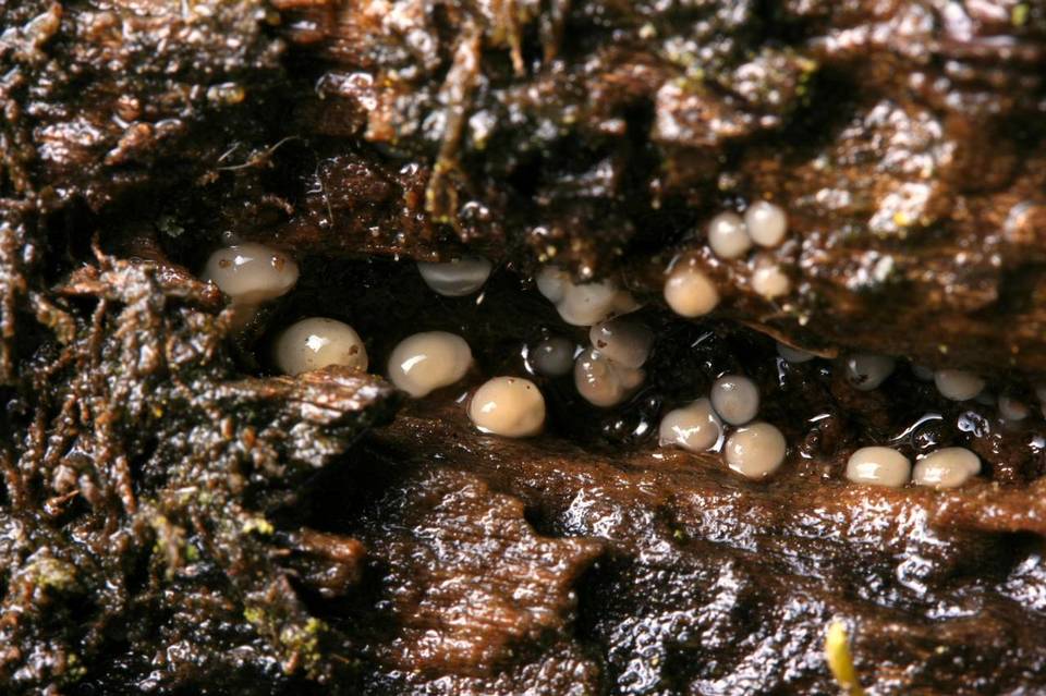 Helicogloea compressa image