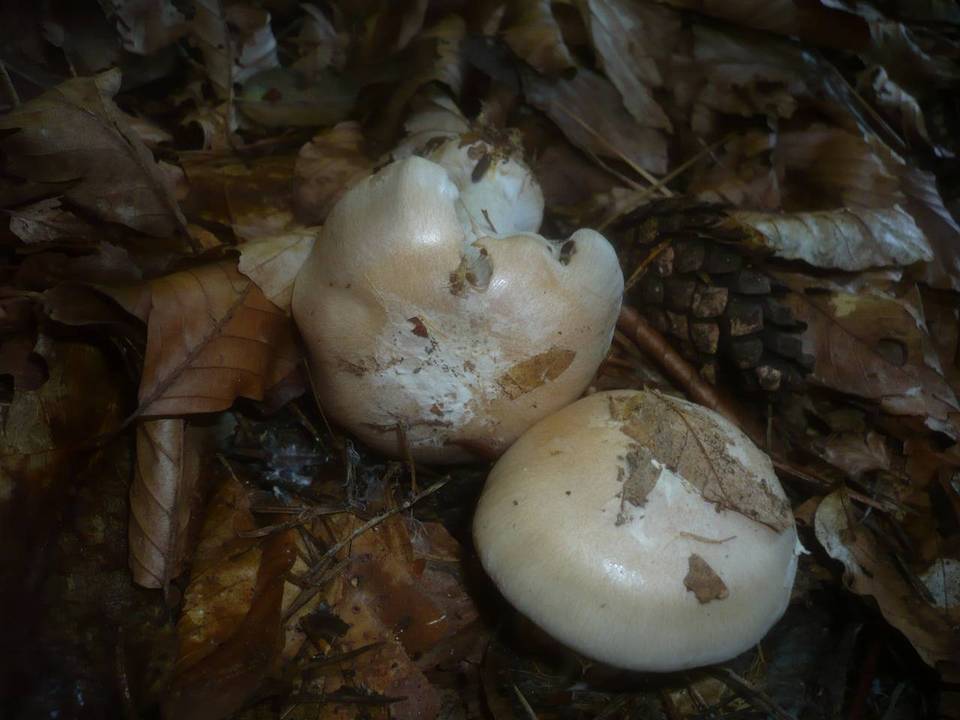 Cortinarius caesiostramineus image