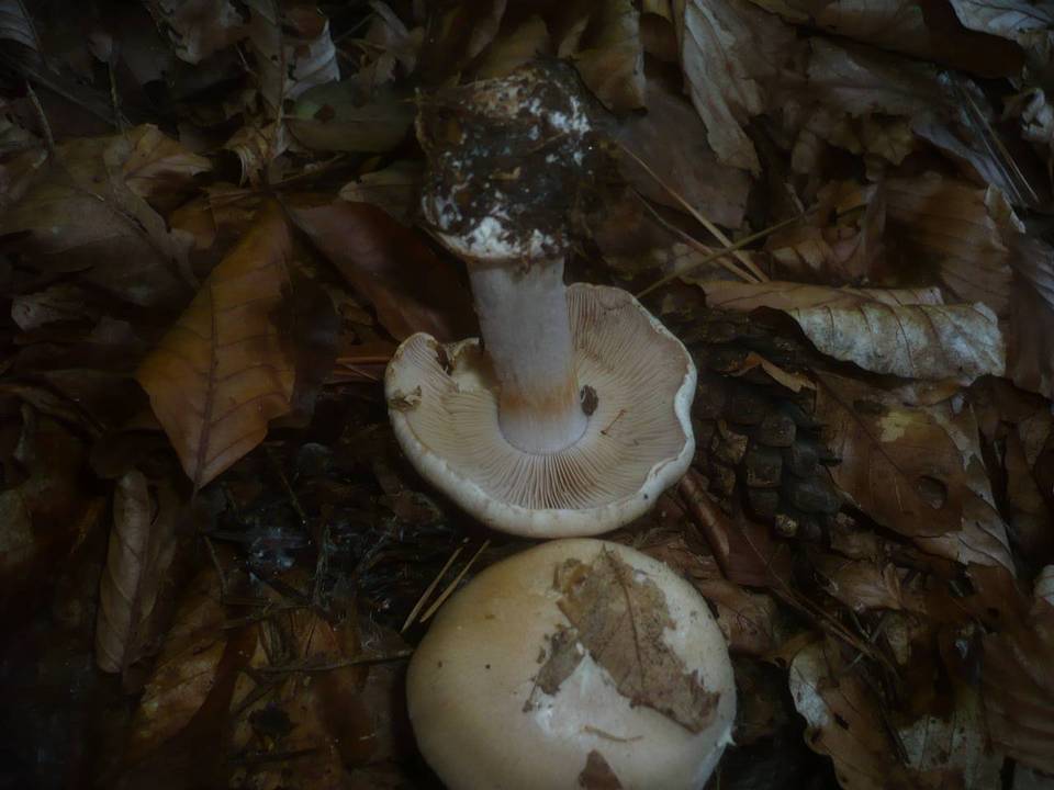 Cortinarius caesiostramineus image