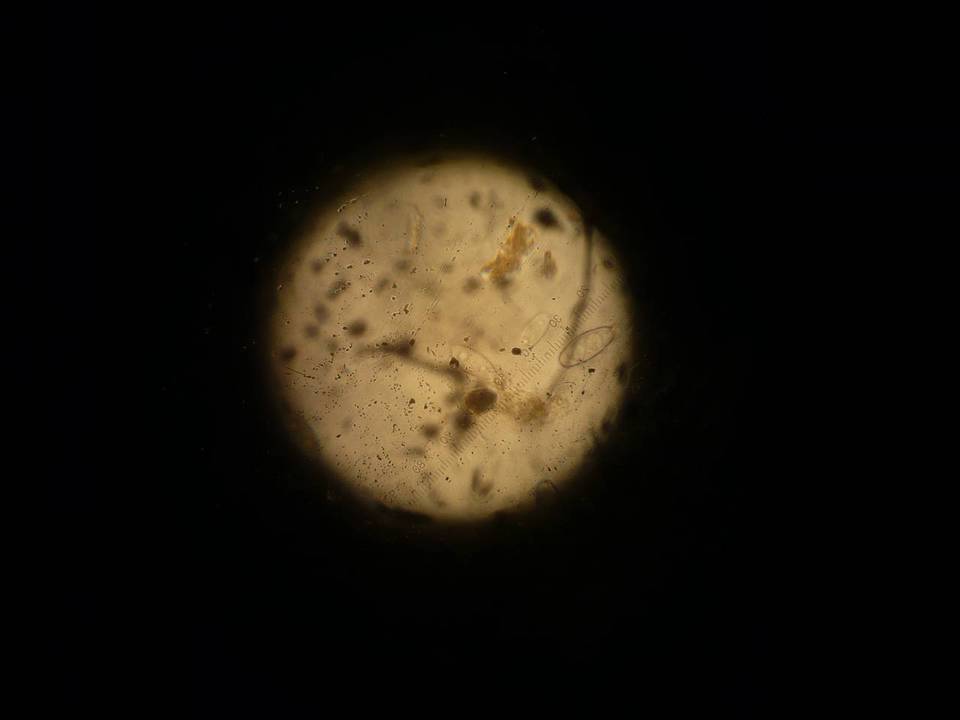Otidea mirabilis image