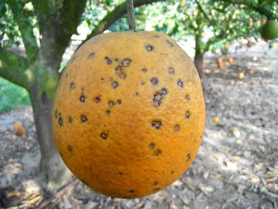 Guignardia citricarpa image