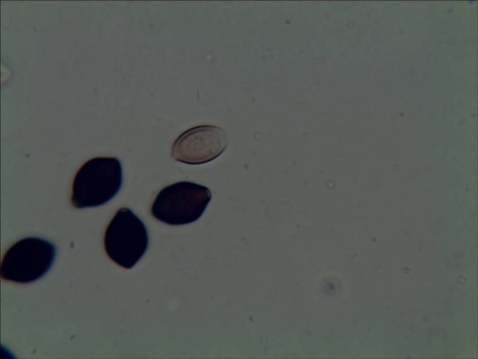 Panaeolus papilionaceus var. parvisporus image