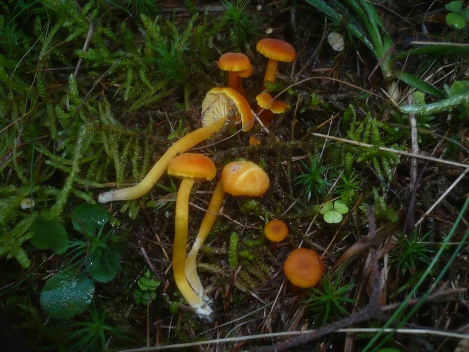 Hygrocybe quieta image