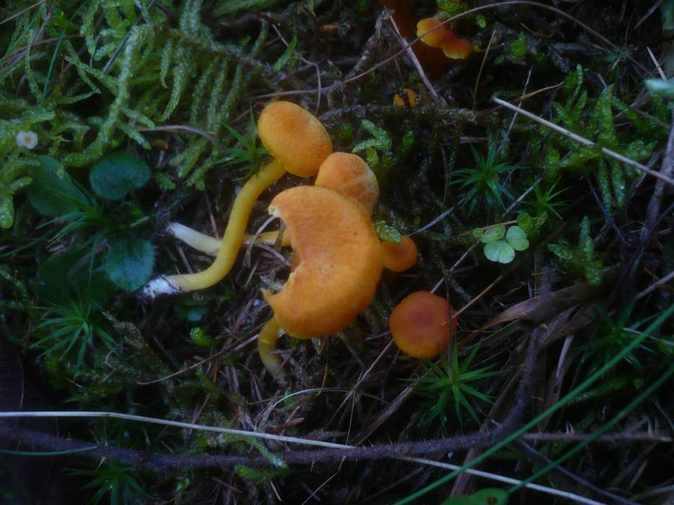 Hygrocybe quieta image