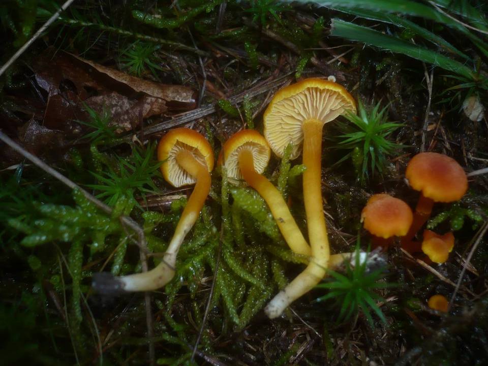 Hygrocybe quieta image