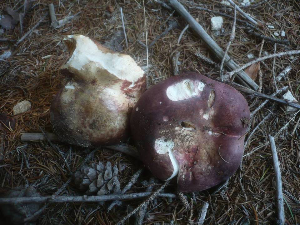 Russula curtipes image