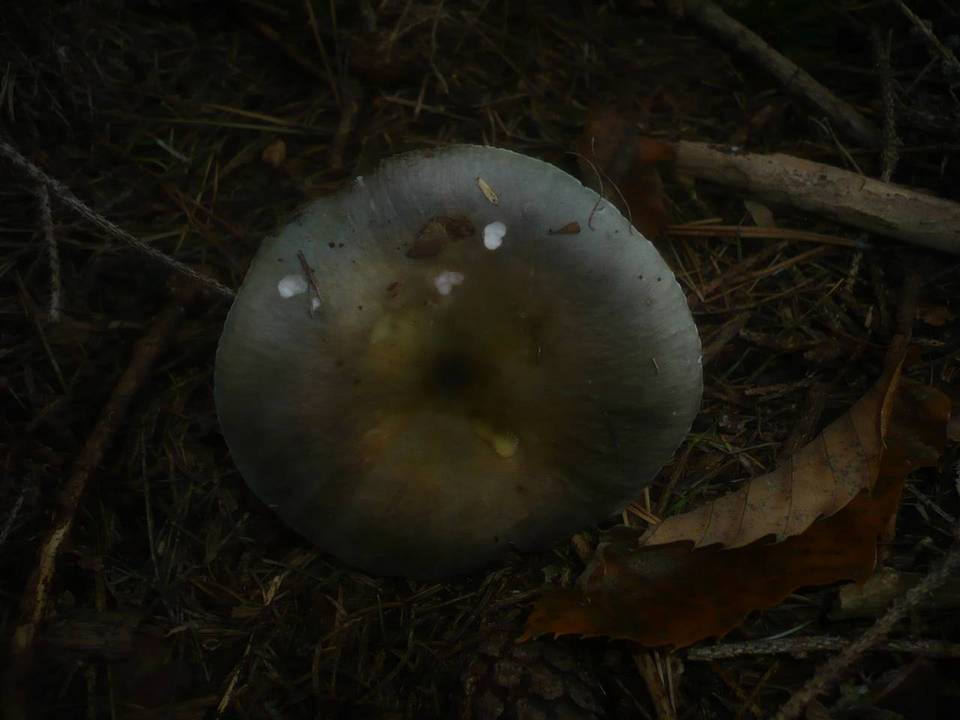 Russula parazurea image