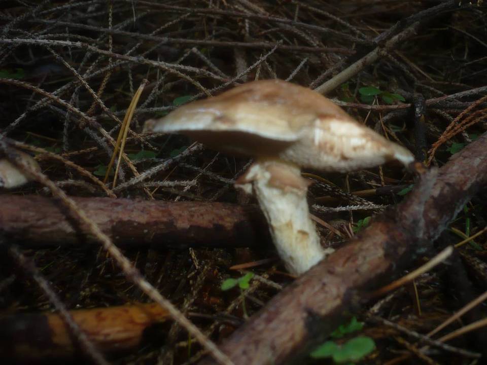 Suillus viscidus var. brunneus image