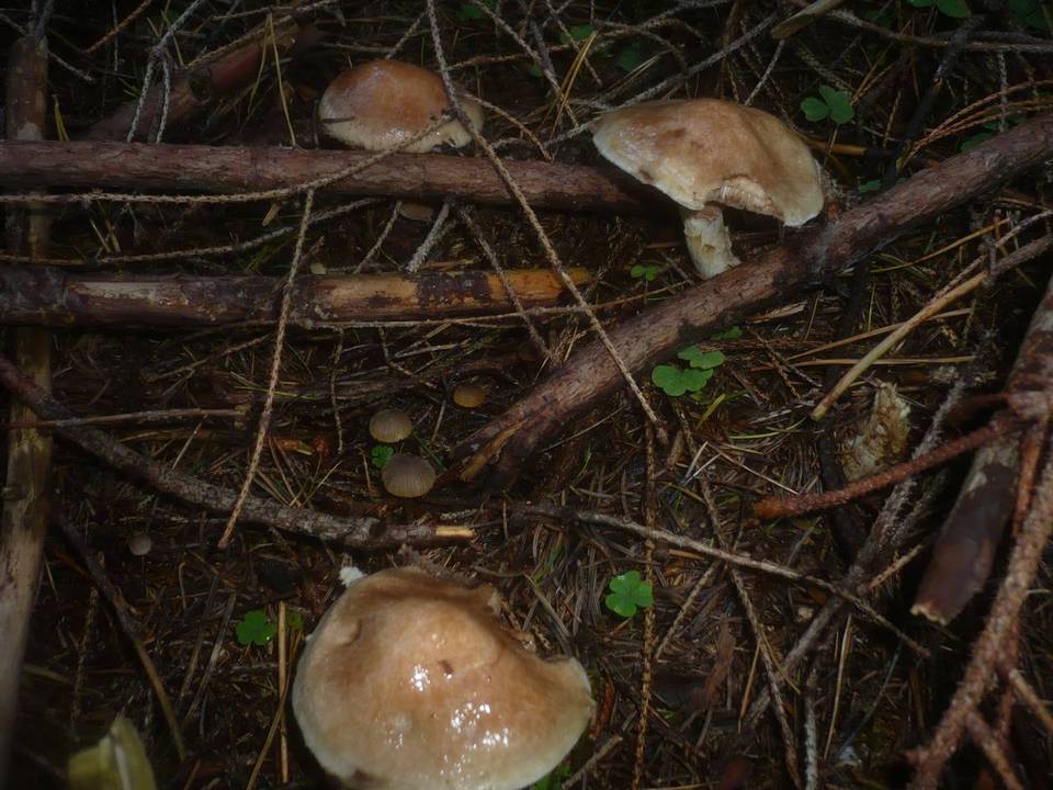 Suillus viscidus var. brunneus image