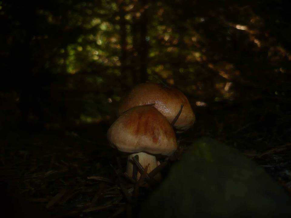 Tricholoma pseudonictitans image