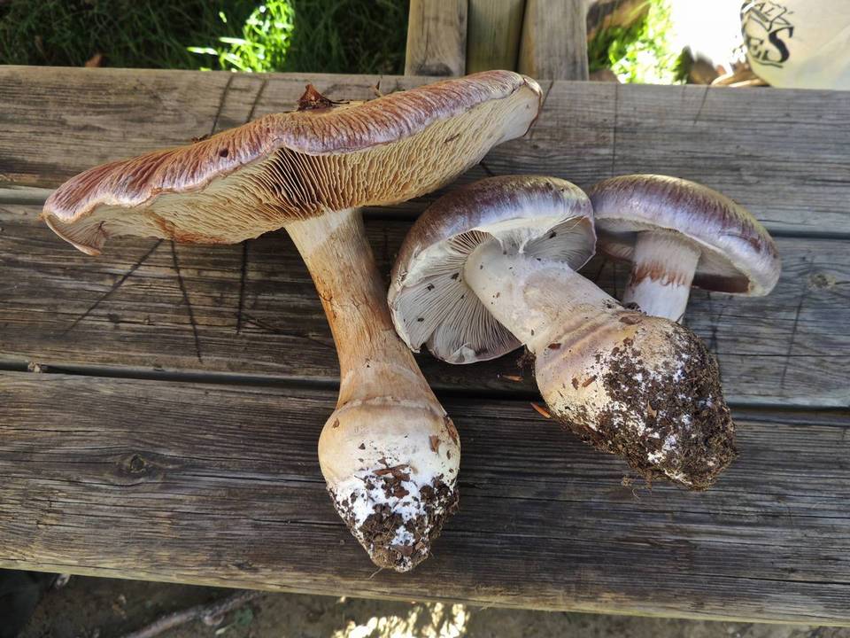 Cortinarius praestans image