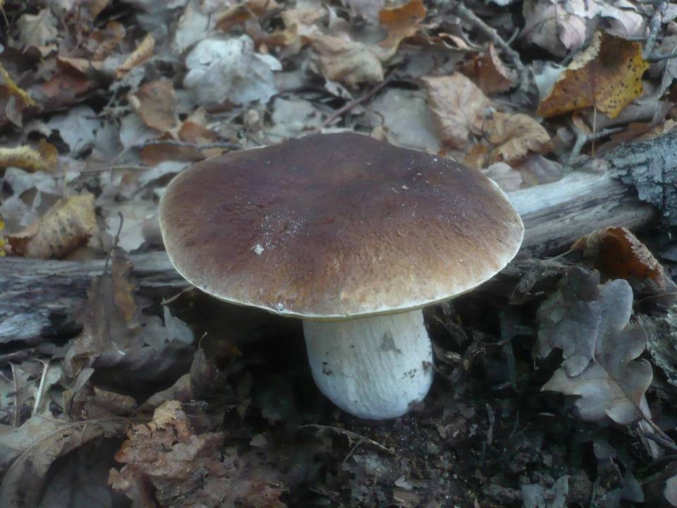 Boletus quercicola image