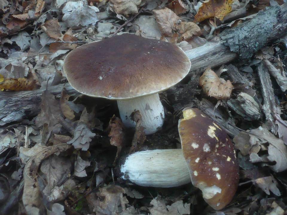 Boletus quercicola image