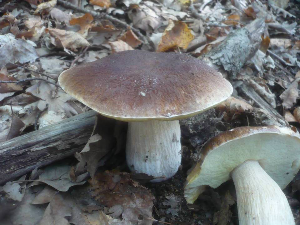 Boletus quercicola image