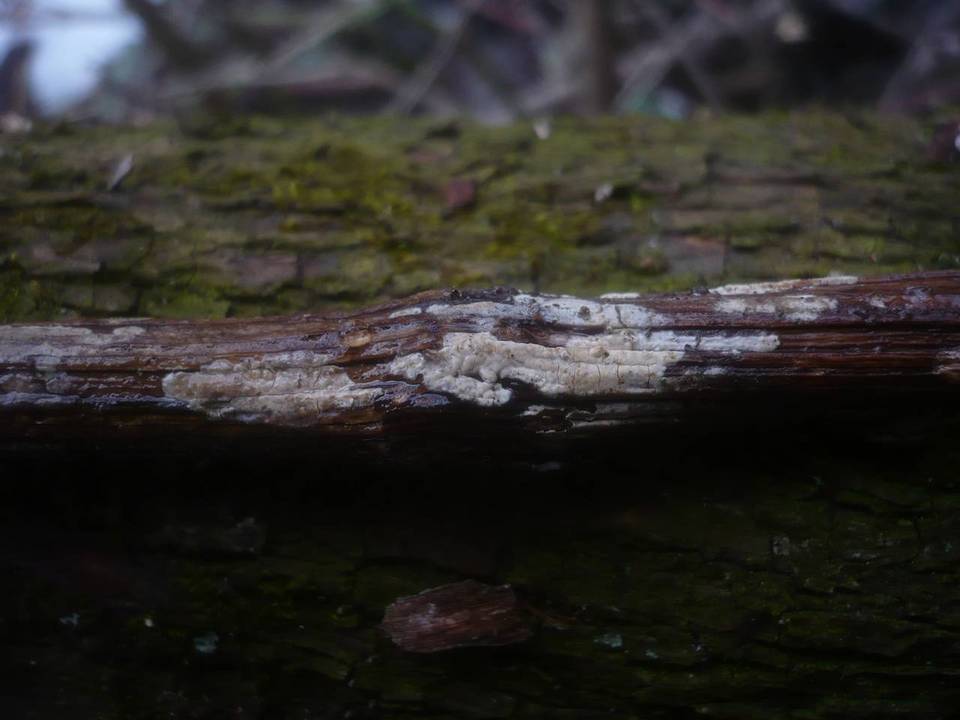Hypochnicium bombycinum image