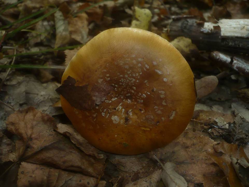 Cortinarius saporatus image