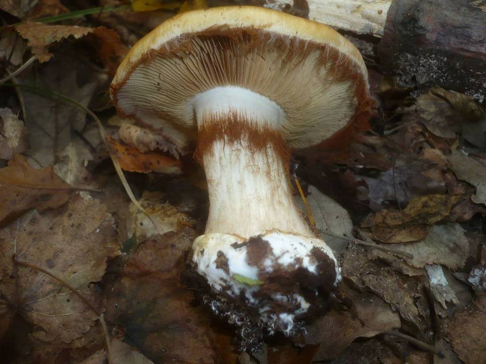 Cortinarius saporatus image