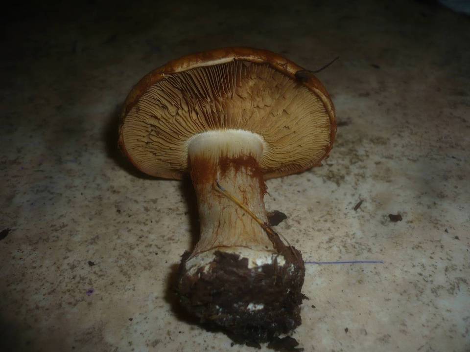 Cortinarius saporatus image