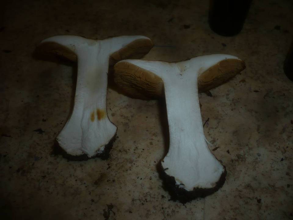 Cortinarius saporatus image