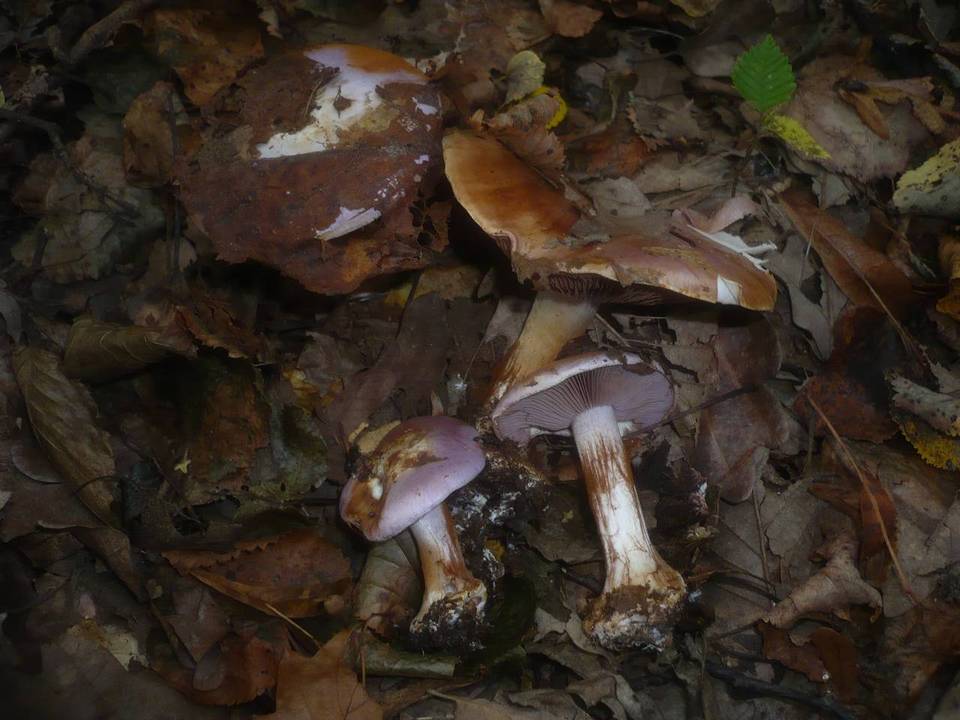 Cortinarius sodagnitus image