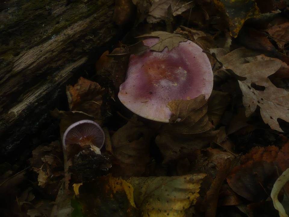 Cortinarius sodagnitus image