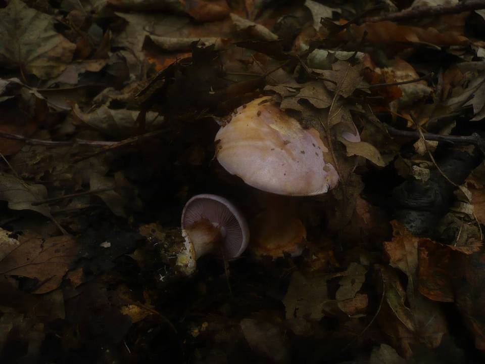 Cortinarius sodagnitus image