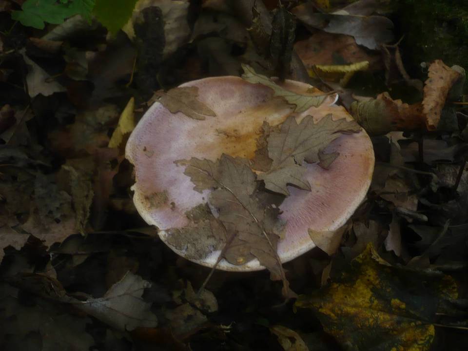 Cortinarius sodagnitus image