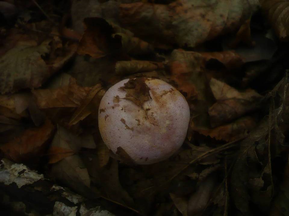 Cortinarius sodagnitus image