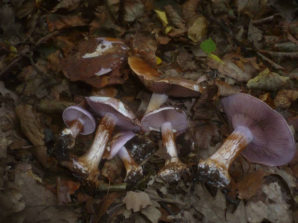 Cortinarius sodagnitus image