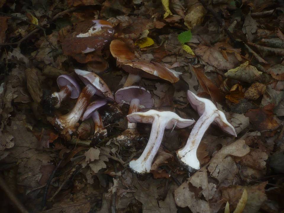 Cortinarius sodagnitus image