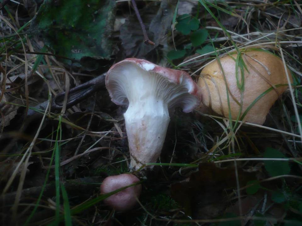 Gomphidius roseus image