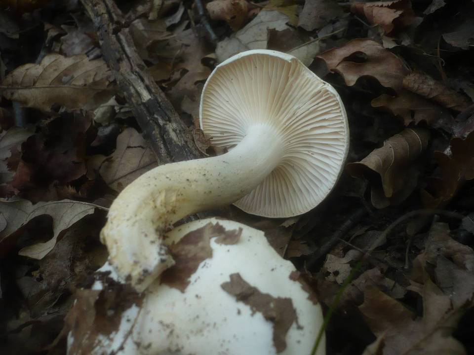 Hygrophorus penarius image