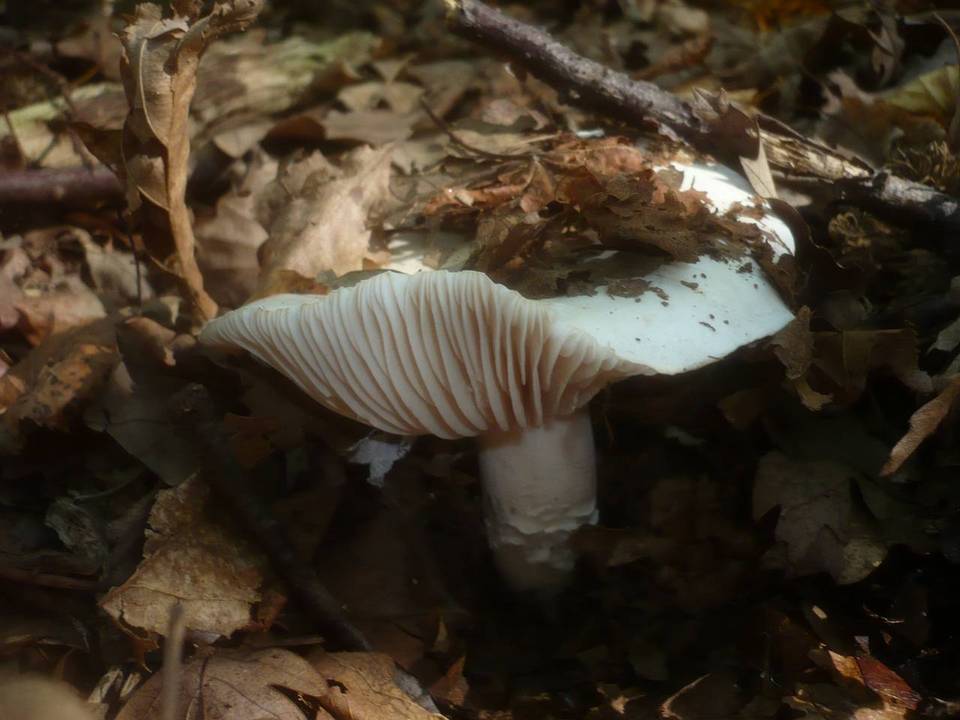 Hygrophorus penarius image
