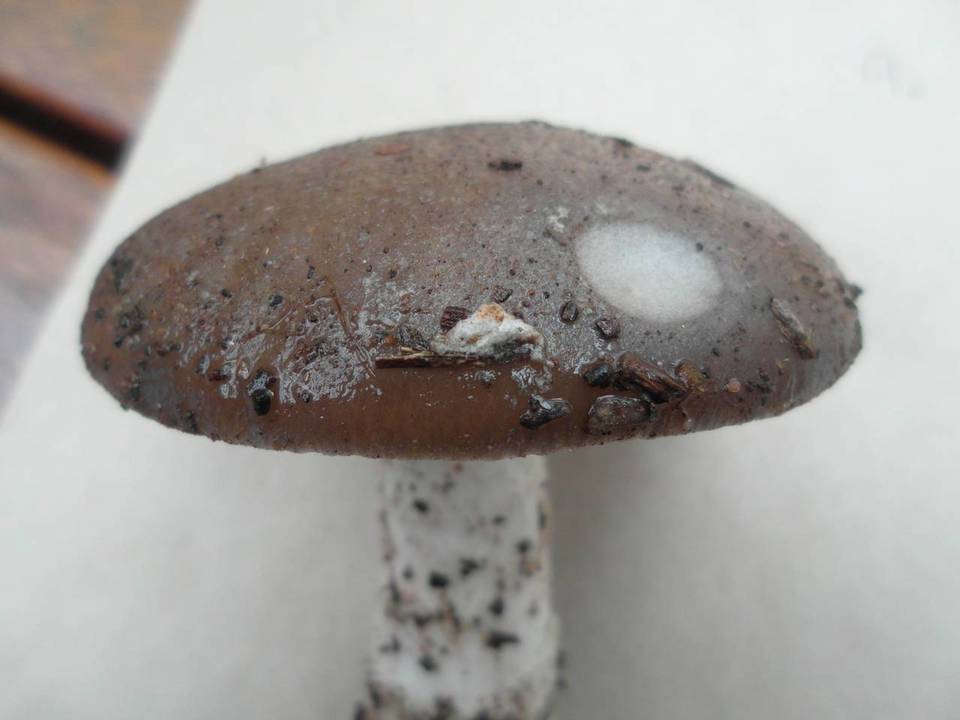 Amanita murinoflammeum image