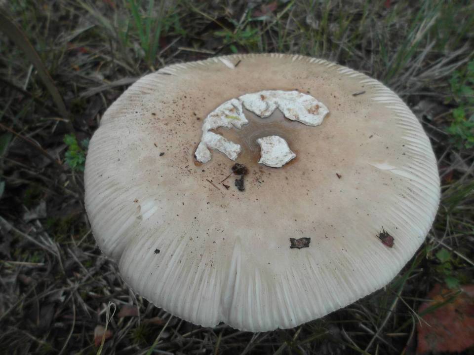 Amanita roseolamellata image
