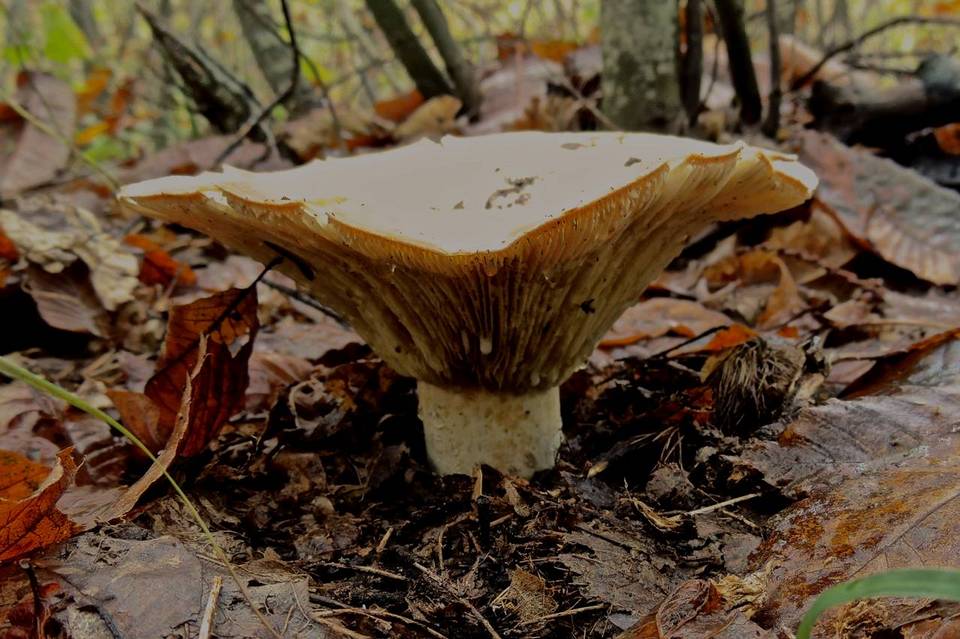 Lactarius bertillonii image