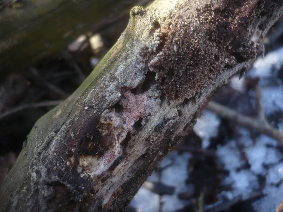 Ceriporia excelsa image
