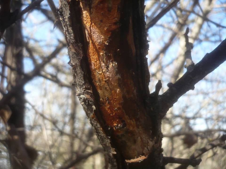 Ceriporia purpurea image