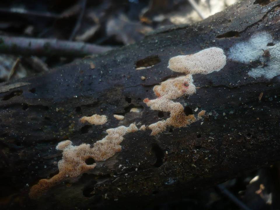 Ceriporia purpurea image