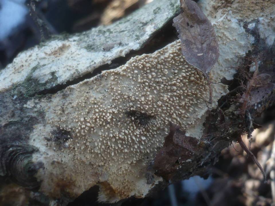 Radulomyces molaris image