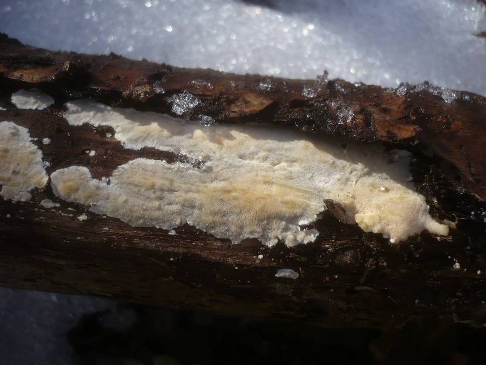 Junghuhnia image
