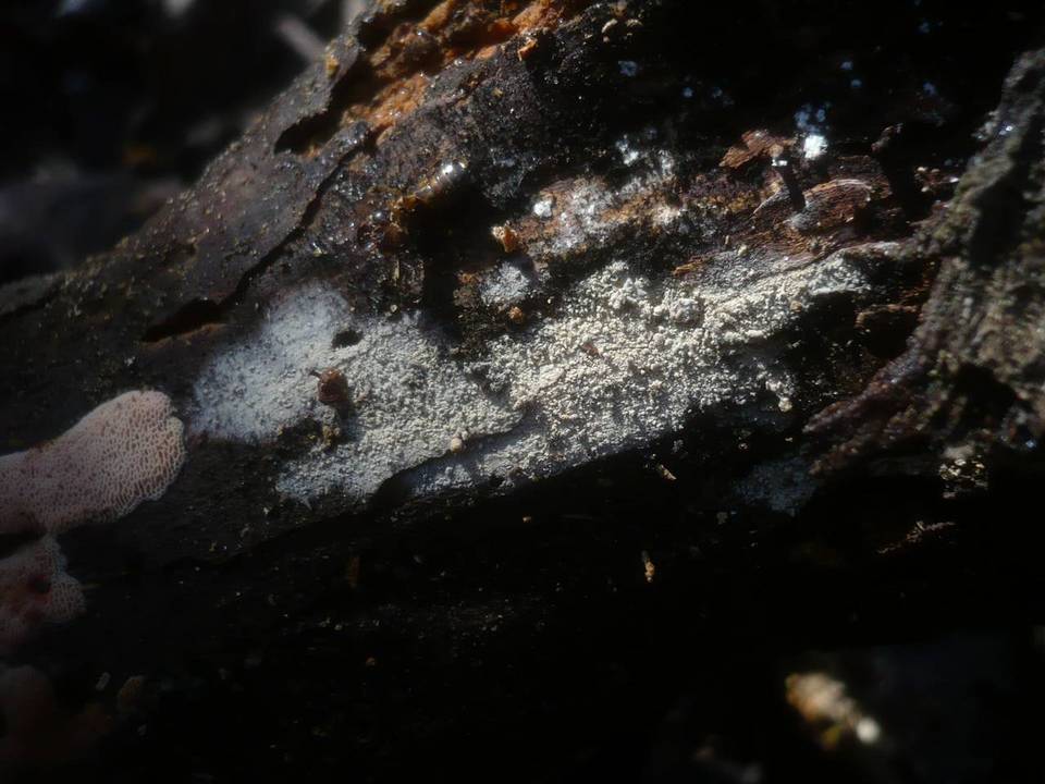 Sistotremastrum niveocremeum image