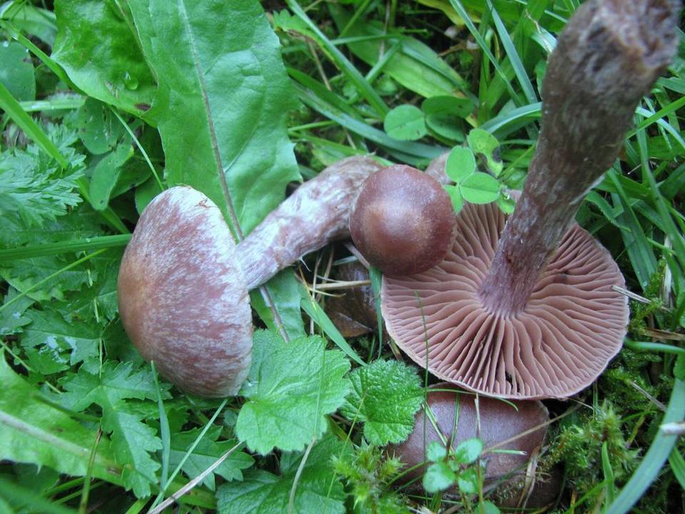 Cortinarius serratissimus image