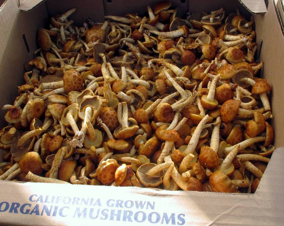 Pholiota nameko image