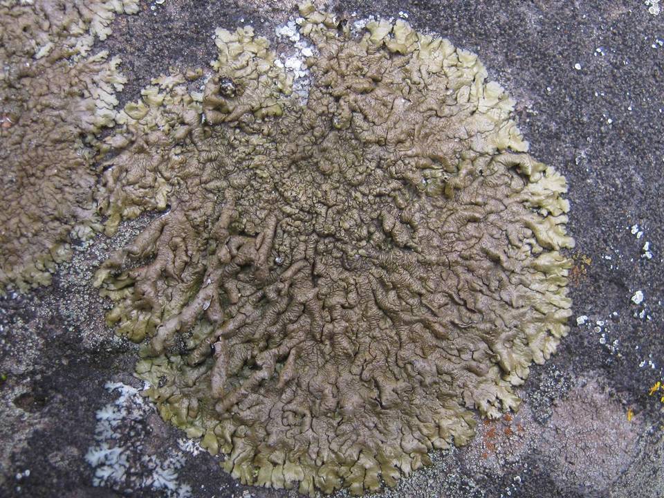 Xanthoparmelia pulla image