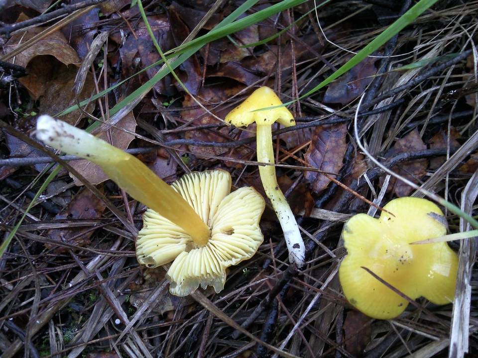 Hygrophorus persistens image