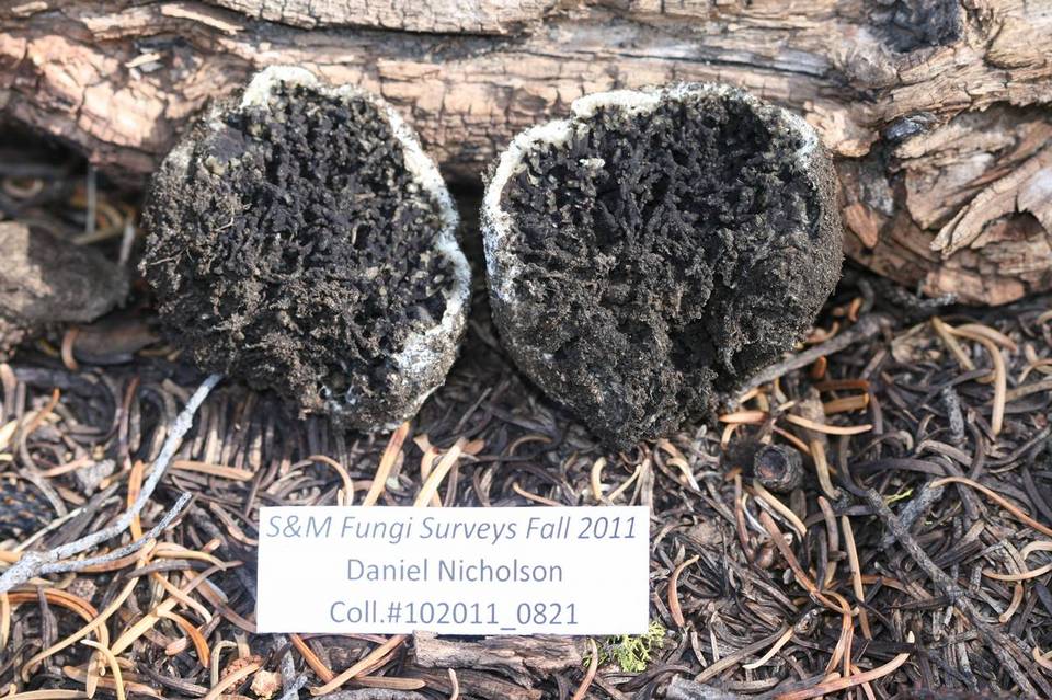 Sedecula pulvinata image